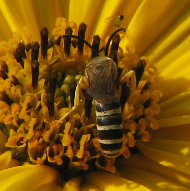 Syrphidae